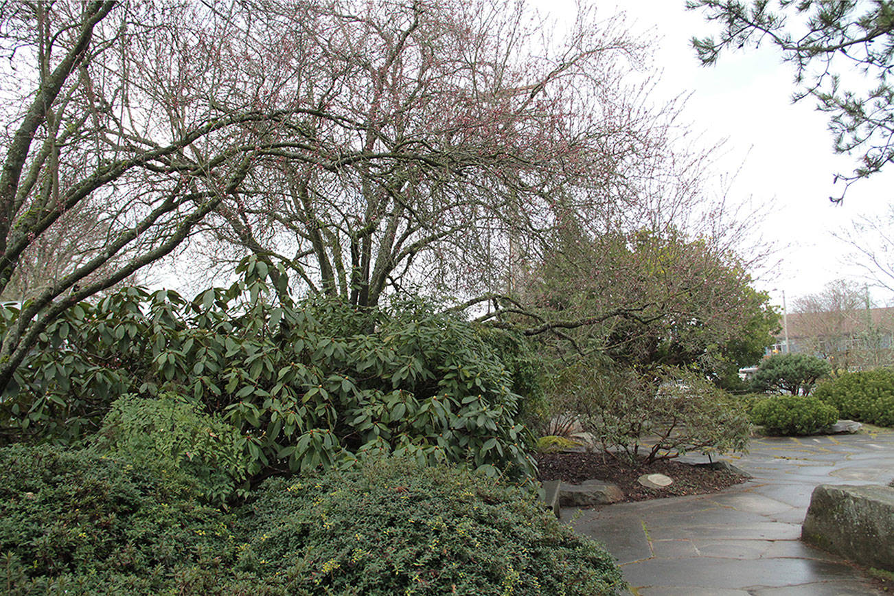 Plum trees next to Bainbridge library to be removed