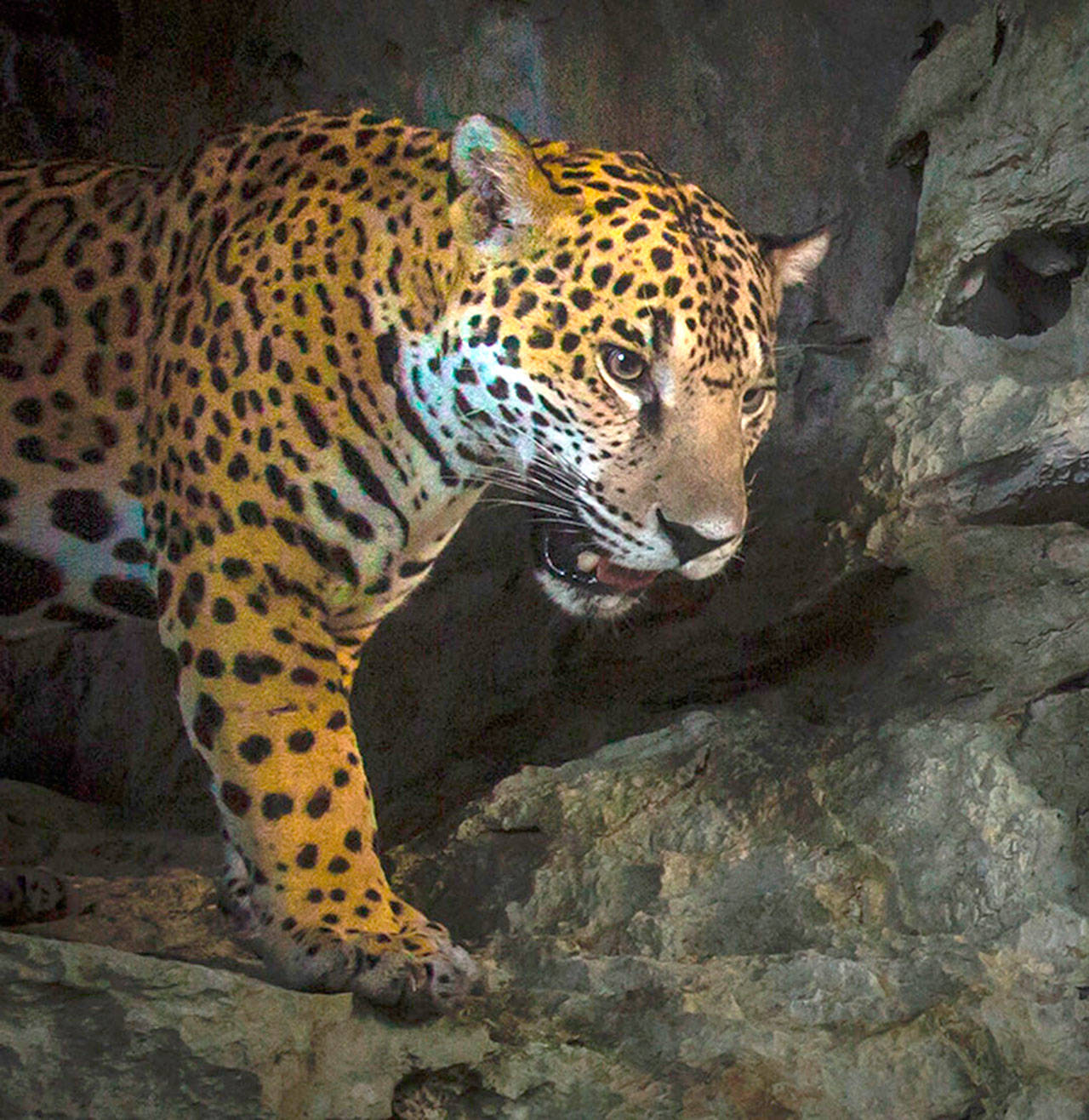 Photo courtesy of Cindy Law | A jaguar photographed inside one of the caves within the Runaway Creek Nature Reserve in Belize.