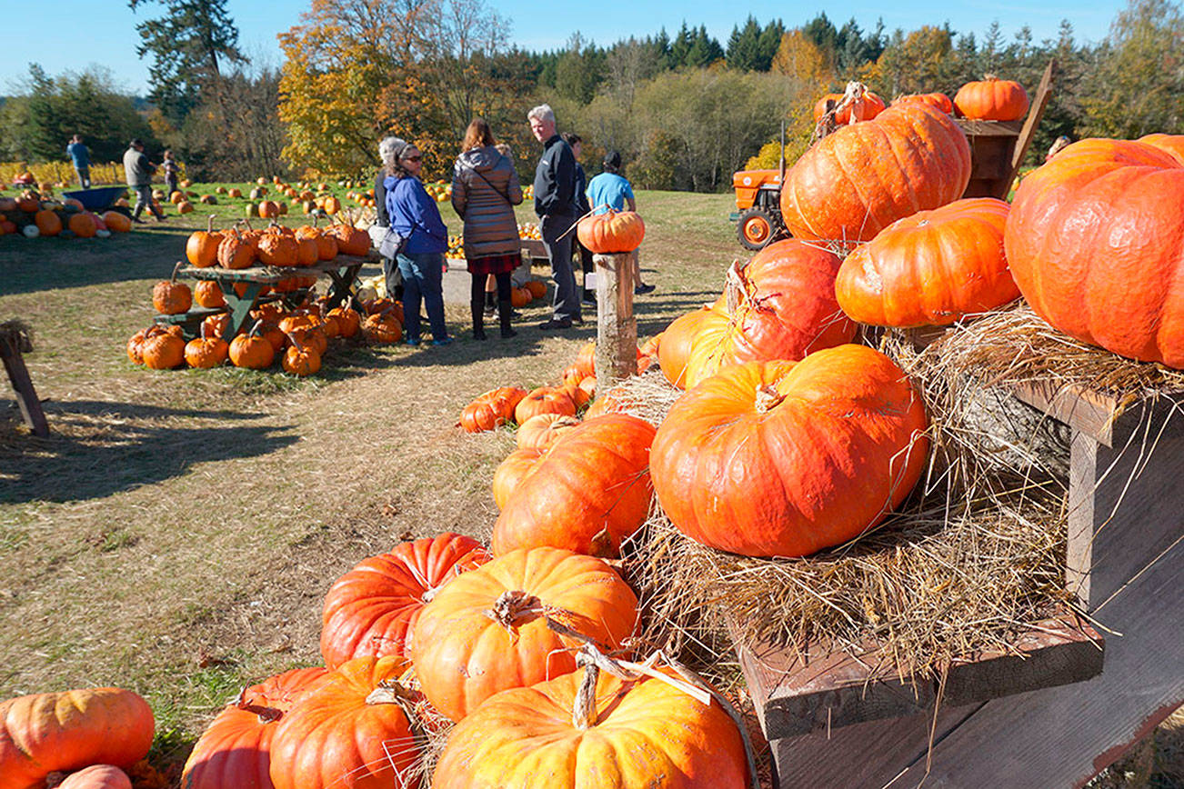 Picking pumpkins, changing faces: Snapshots of the year’s spookiest holiday on Bainbridge Island | Photo gallery