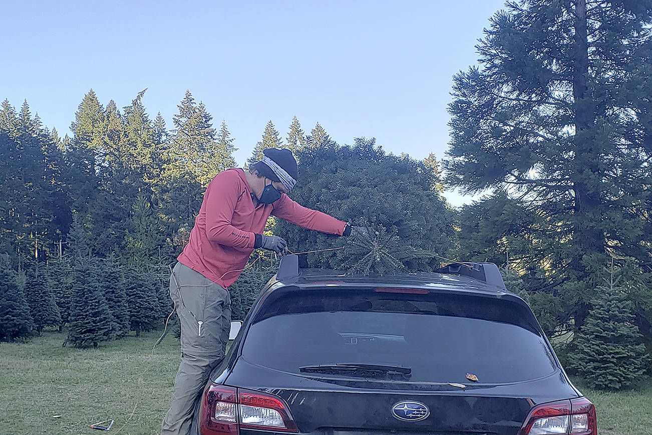 A staff worker ties a Christmas tree down to a customer's vehicle. Tyler Shuey/Bainbridge Island Review