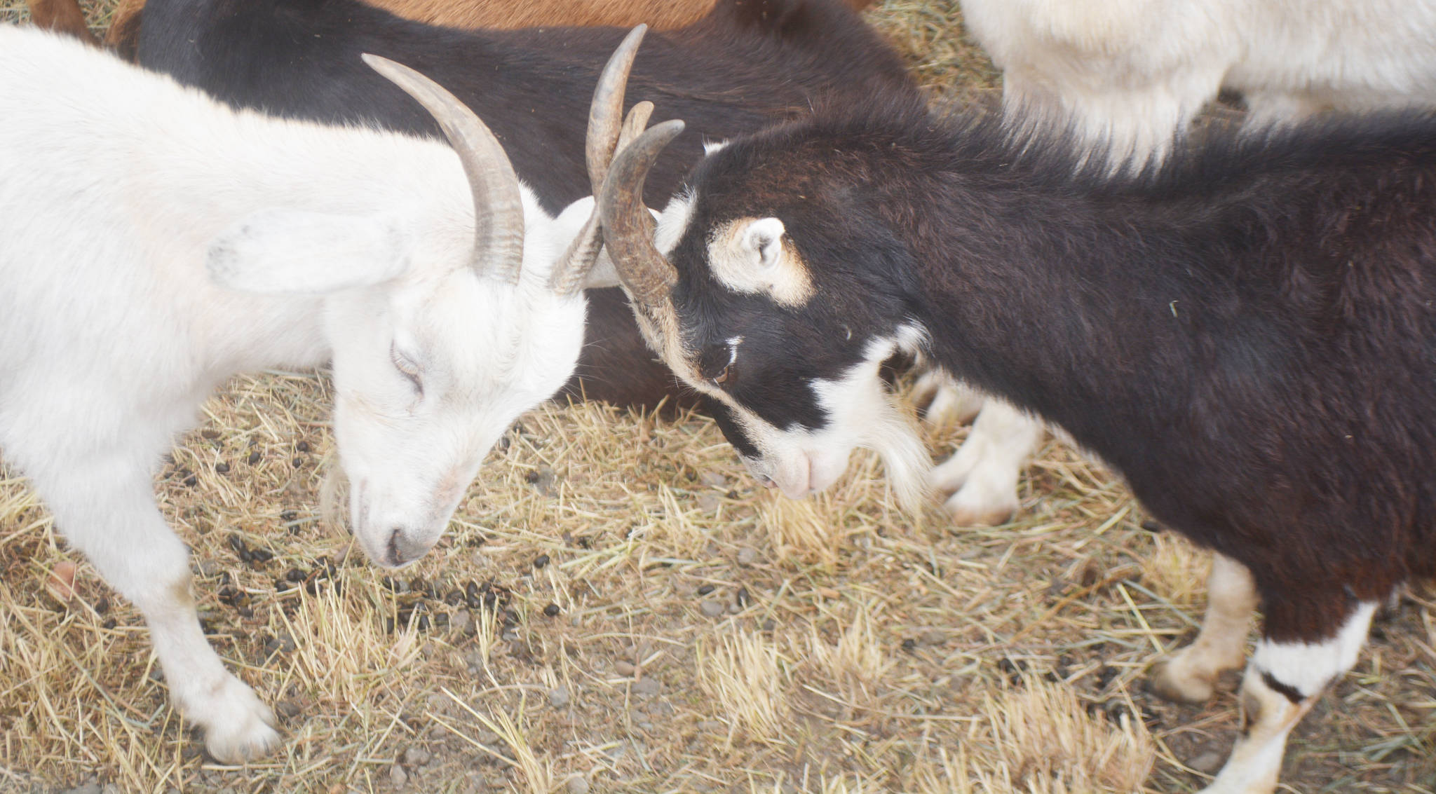 Goats Clear Way For Trail Extension Bainbridge Island Review