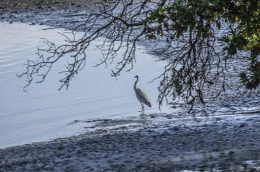 Wildlife is often seen on the bay's shores.