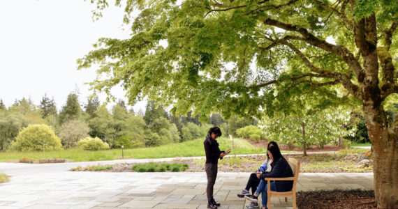 Nancy Treder/Bainbridge Island Review photos
Visitors sit on a bench under a Japanese maple tree in the newly renovated arrival plaza near the main entrance of the Bloedel Reserve.