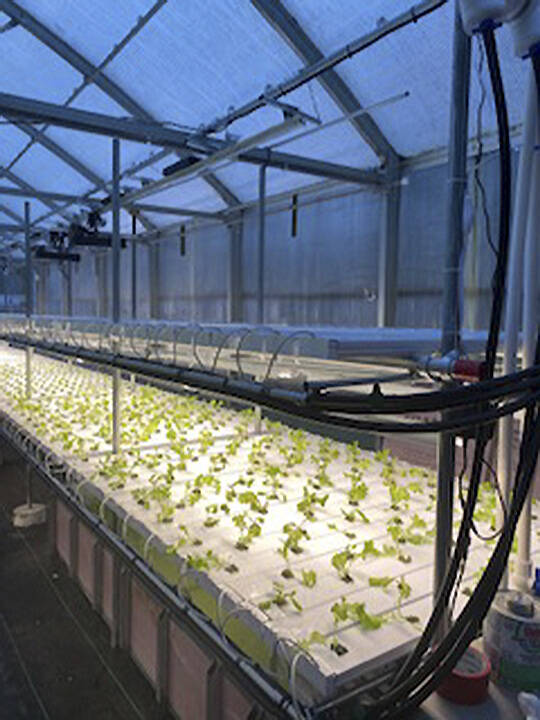 Aquaponics allows a lot to be grown in a little space.