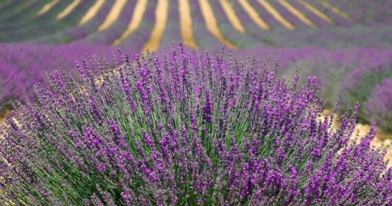 Olalla Lavender Festival courtesy photo
Lavender’s usefulness lies far beyond its pretty purple color found in fields like this.