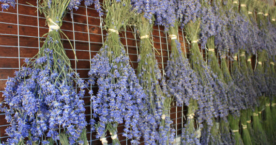 Molly Hetherwick/Kitsap News Group photos
Lavender dries in the Bluetree drying house.