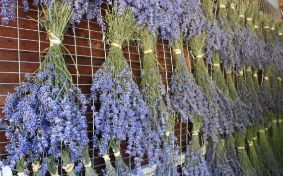 Molly Hetherwick/Kitsap News Group photos
Lavender dries in the Bluetree drying house.