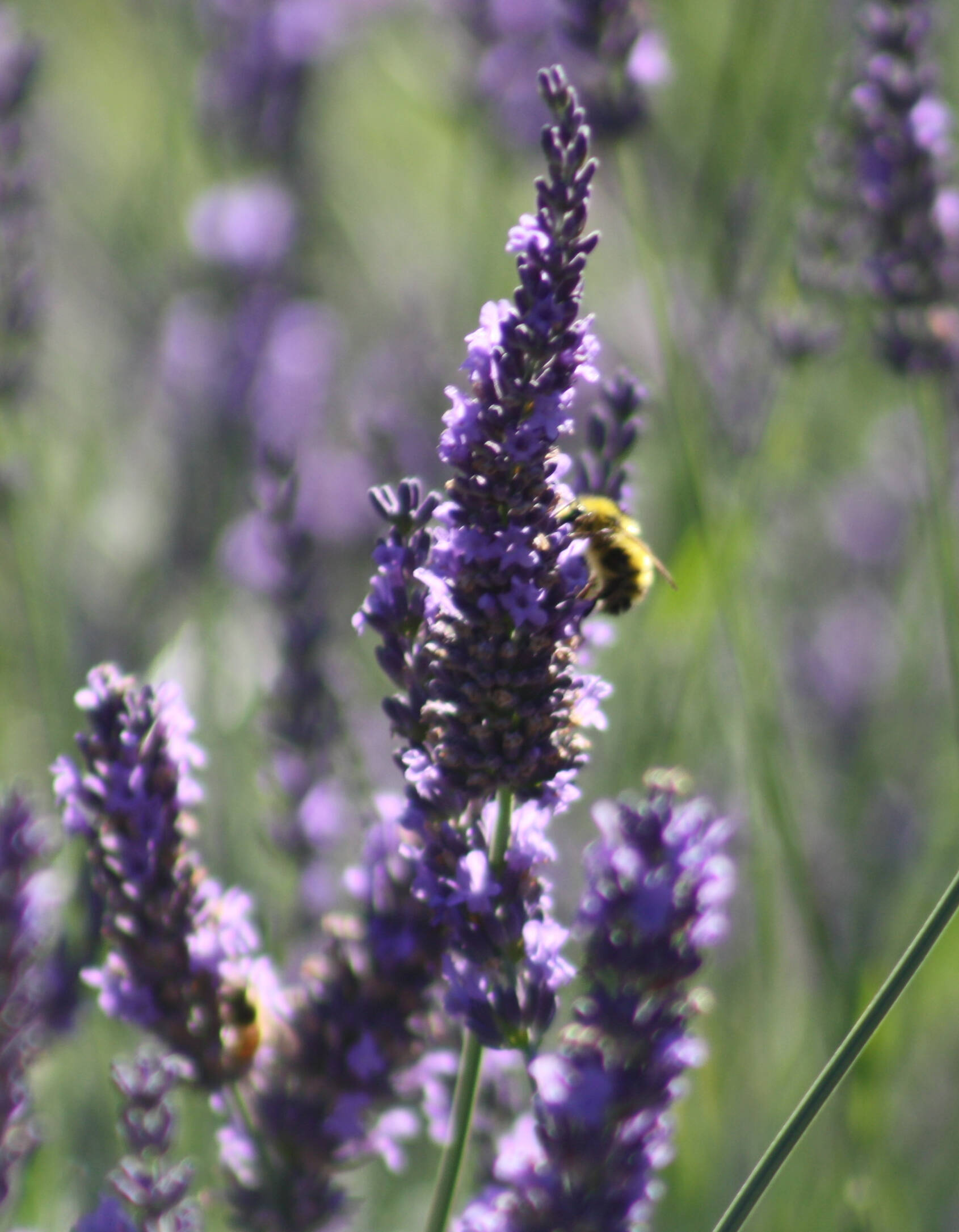 A bumblebee pollinates a stalk of lavender.