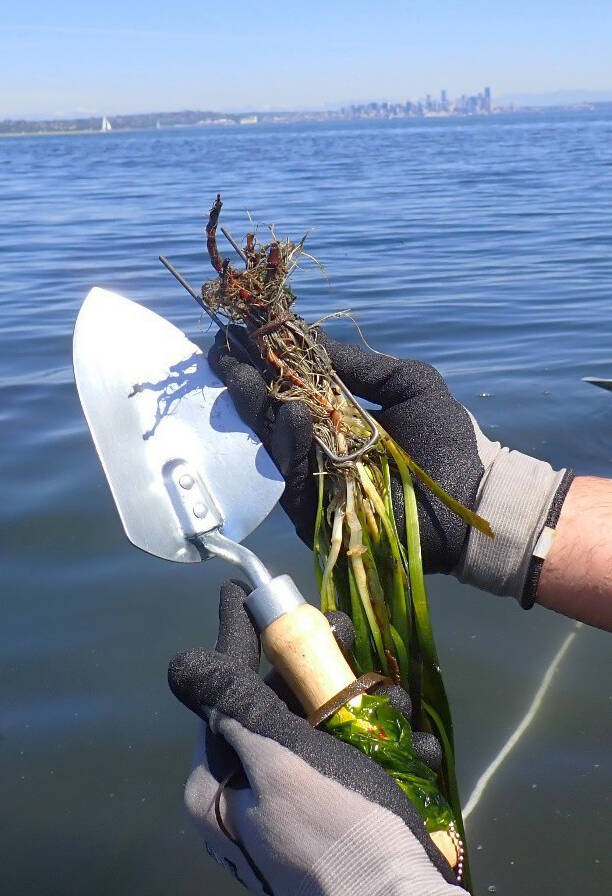 An eelgrass scientist plants a 10-shoot bundle of eelgrass during low tide.