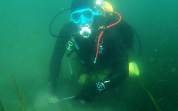 EPA courtesy photos
A scientific diver collects sediment samples in a healthy eelgrass bed for future chemical, physical and taxonomic analyses.