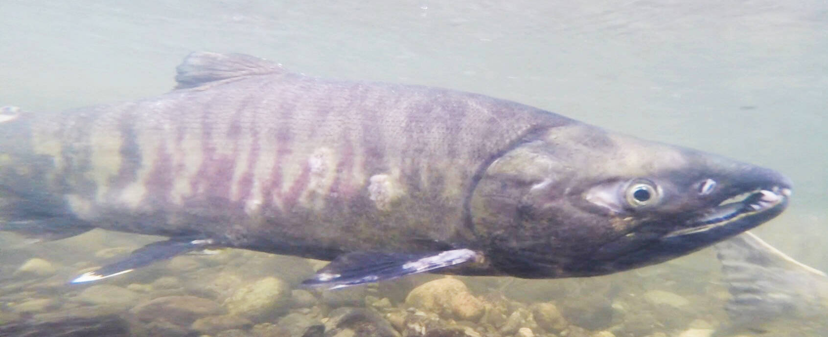 GPC courtesy photo
A chum salmon travels up Chico Creek.