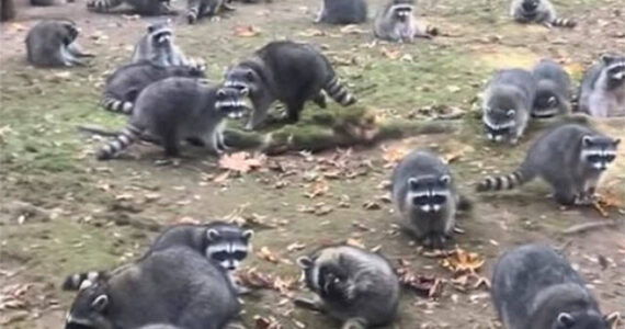 KCSO courtesy photos
Some of the raccoons that surrounded the woman’s North Kitsap home.