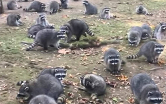 KCSO courtesy photos
Some of the raccoons that surrounded the woman’s North Kitsap home.