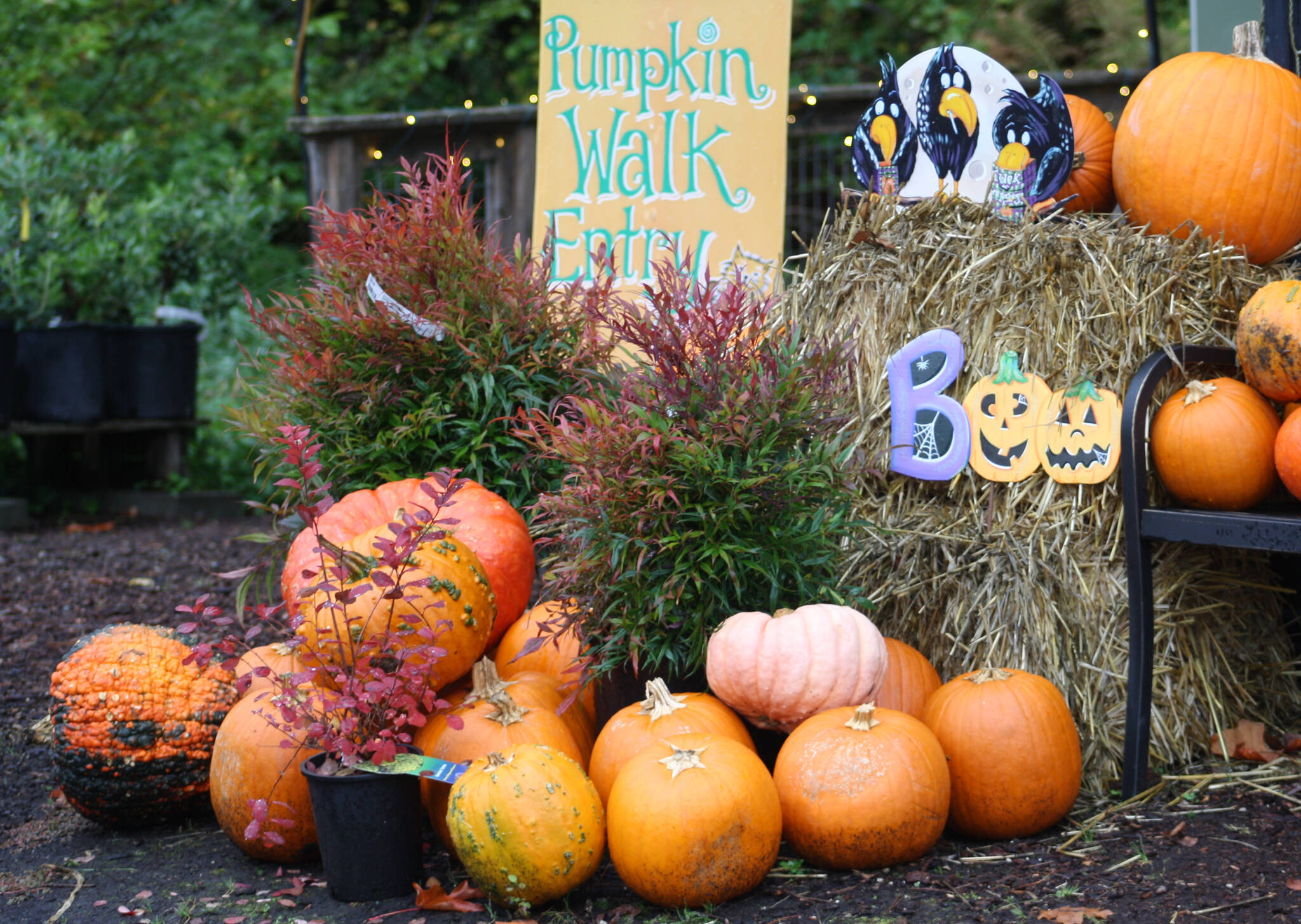 The entrance to the Pumpkin Walk is marked by a festive arrangement.