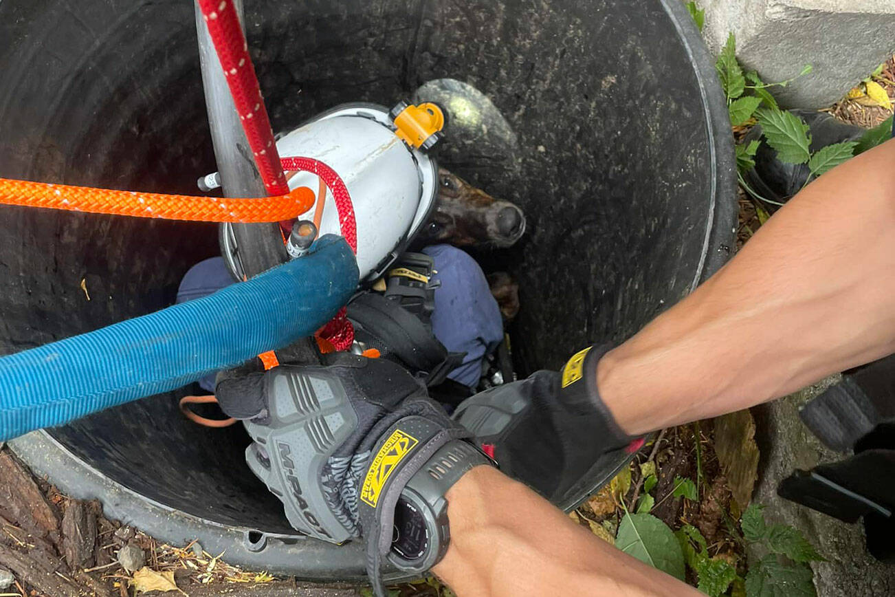 NKF&R courtesy photo
A dog was rescued and avoided serious injury after falling into a deep well in Suquamish Oct. 14.