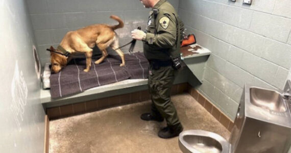 Mike De Felice/Kitsap News Group
Corrections officer Paul Haney and yellow lab George search for drugs in a cell in the Kitsap County Jail in Port Orchard.