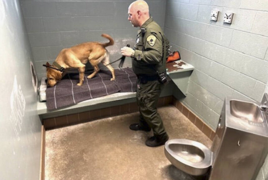 <p>Mike De Felice/Kitsap News Group</p>
                                <p>Corrections officer Paul Haney and yellow lab George search for drugs in a cell in the Kitsap County Jail in Port Orchard.</p>