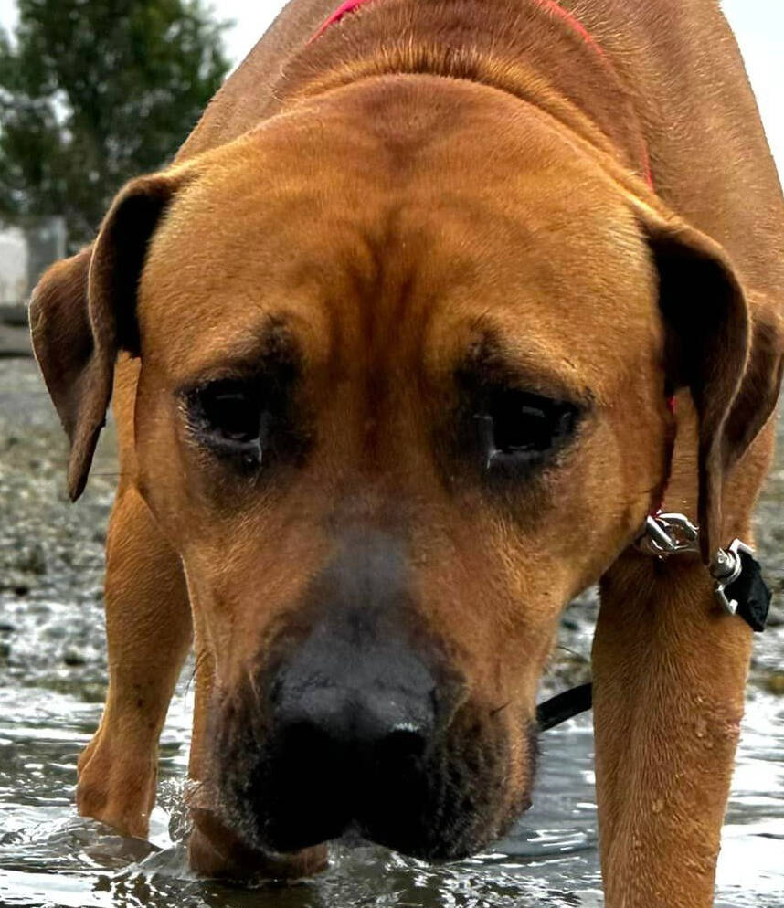 A Kitsap Humane Society dog enjoys a day out of the shelter.