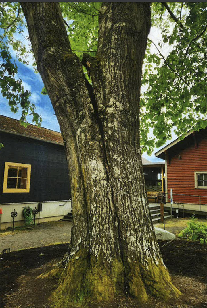 COBI courtesy photo
The tree by the historical museum.