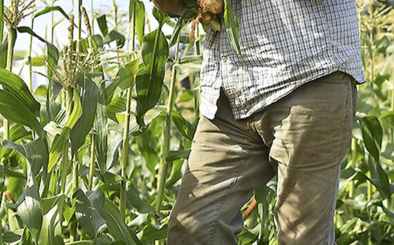 File photos
Brian MacWhorter picks corn from his patch at Suyematsu Farm.