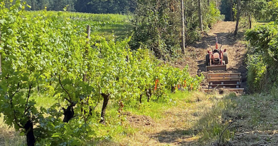 File photos
A tractor on the farm trail adjacent to the Suyematsu Farm grape vines.