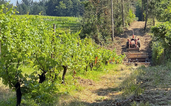 File photos
A tractor on the farm trail adjacent to the Suyematsu Farm grape vines.