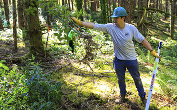 BI Parks courtesy photo
An area where trees are being thinned at Strawberry Hill Park.