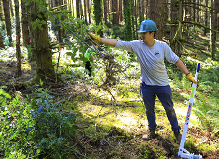 BI Parks courtesy photo
An area where trees are being thinned at Strawberry Hill Park.