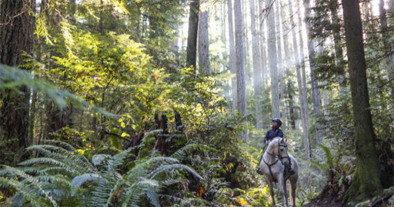 Cameron Karsten courtesy photo
A horse and rider in Grand Forest.